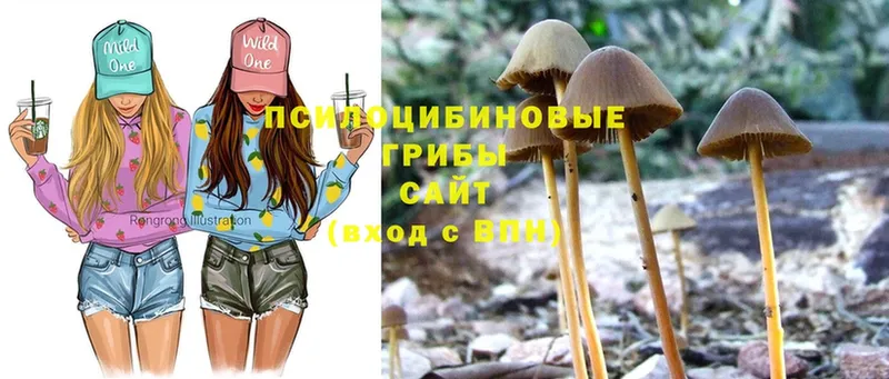 Галлюциногенные грибы Psilocybine cubensis  Зеленокумск 